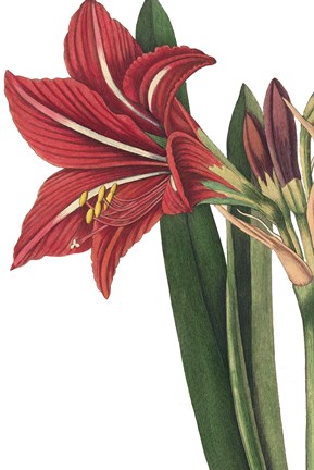 Framed Botanique I no Words Print