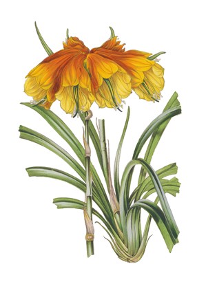 Framed Antique Botanical XXIV on White Print