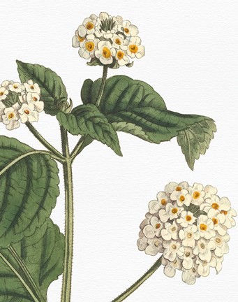 Framed Botanique Bleu I on White no Words Print