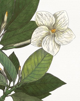 Framed Botanique Bleu III  on White no Words Print