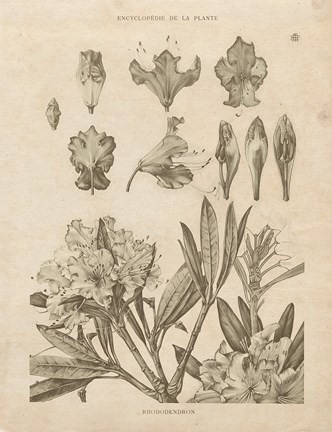Framed Rhododendrons Vintage Print