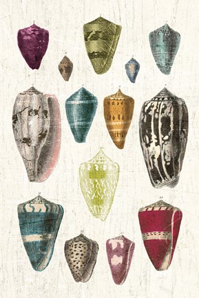 Framed Colorful Shell Assortment I v2 Print
