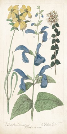 Framed Salvia Florals II Print