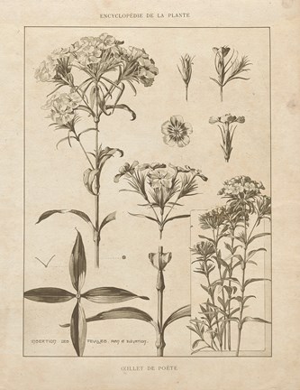 Framed Phlox Vintage Print