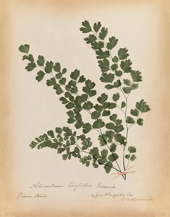 Framed Botanical Fern III Mossy Green Print