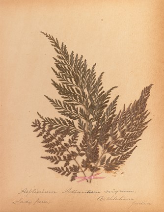 Framed Botanical Fern XVIII Print