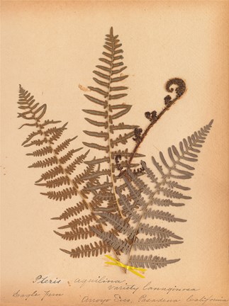 Framed Botanical Fern IV Print