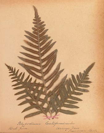 Framed Botanical Fern XI Print