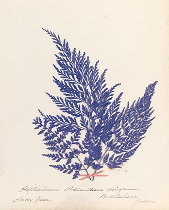 Framed Botanical Fern XVIII Blue Print