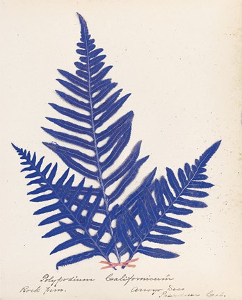 Framed Botanical Fern XI Blue Print