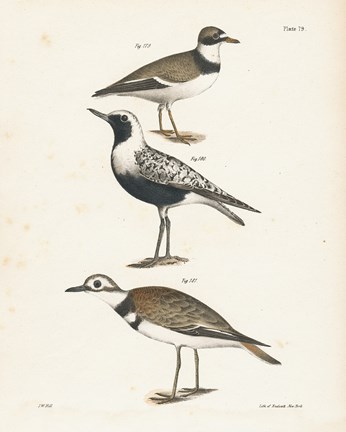 Framed Shore Birds III Print