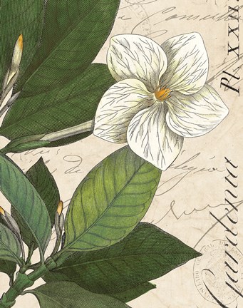 Framed Botanique Bleu III Vintage Print