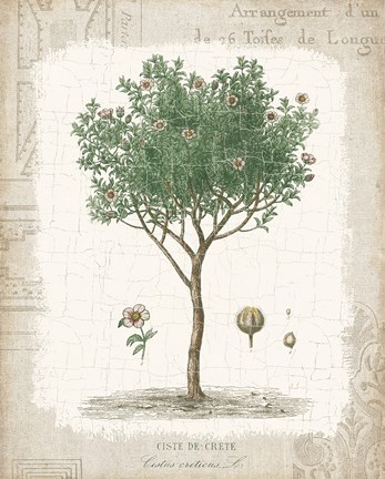 Framed Garden Trees I - Ciste de Crete Print