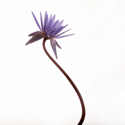 Framed Water Lily Print