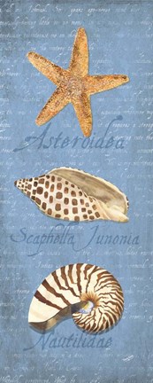 Framed Oceanum Shell Panel Blue II Print