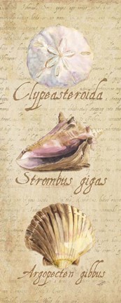 Framed Oceanum Shell Panel Beige I Print