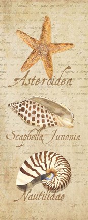 Framed Oceanum Shell Panel Beige II Print