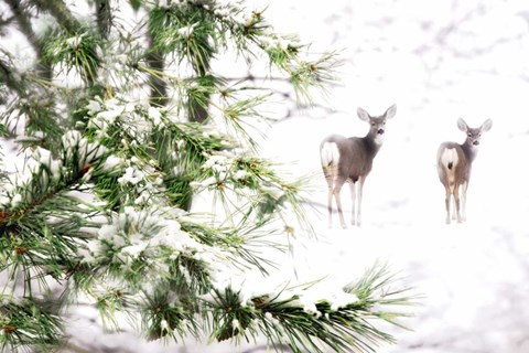 Framed Winter&#39;s Dream Print