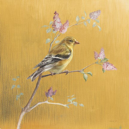 Framed Female Goldfinch on Gold Print