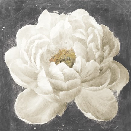 Framed Vivid Floral I White Flower Print