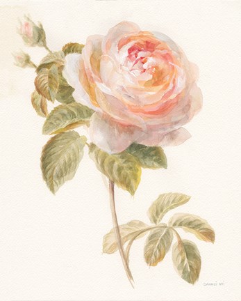 Framed Garden Rose Print