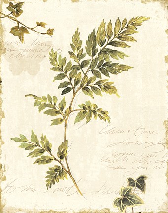 Framed Ivies and Ferns III no Dragonfly Print