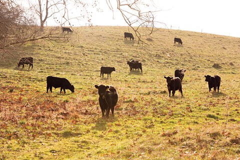Framed Fall Field I Print