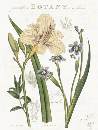 Framed Vintage Floral II Neutral Print