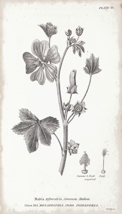 Framed Conversations on Botany VII Print