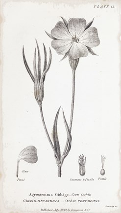 Framed Conversations on Botany III Print