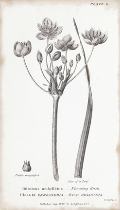 Framed Conversations on Botany II Print