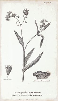 Framed Conversations on Botany I Print
