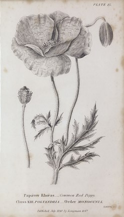 Framed Conversations on Botany V Print