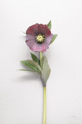 Framed Hellebore Study VI Print