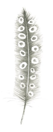 Framed Feather Sketches VII Print