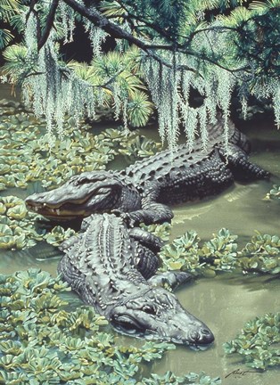Framed Alligators Print
