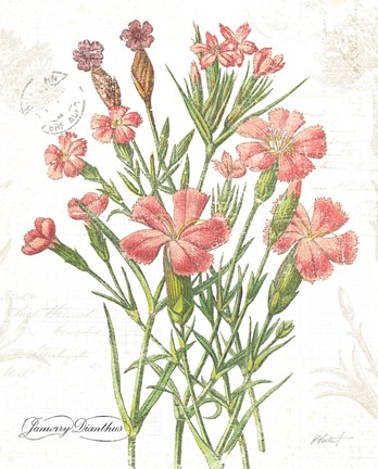 Framed January Dianthus on White Print