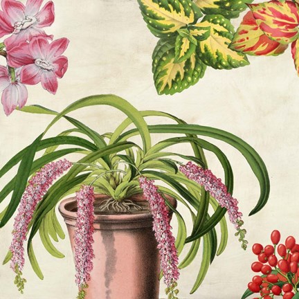 Framed Panneau Botanique VII Print