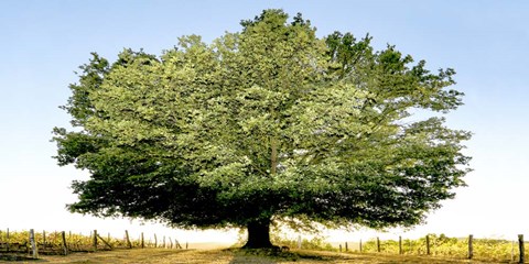 Framed Un Secolo di Tramonti Print