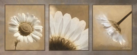 Framed Daisy Trio Print
