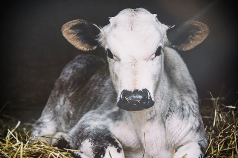 Framed Busy Day Crop Print