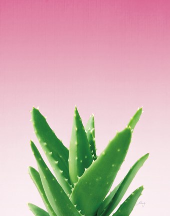 Framed Succulent Simplicity V Pink Ombre Crop Print