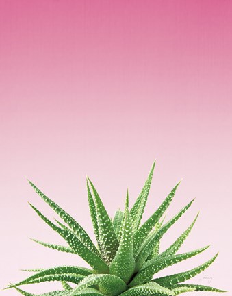 Framed Succulent Simplicity I Pink Ombre Crop Print
