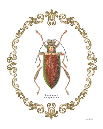 Framed Adorning Coleoptera VI Print