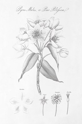 Framed Botany Book VIII Print