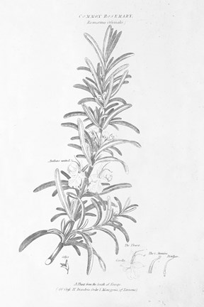 Framed Botany Book VI Print