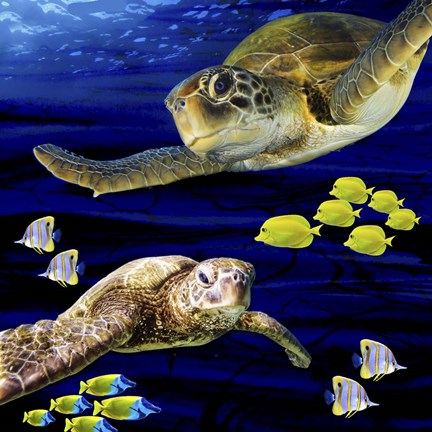 Framed Sea Creatures Turtle Print