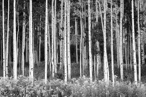 Framed Colorado Aspen BW Print