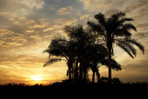 Framed Everglades Sunrise Print