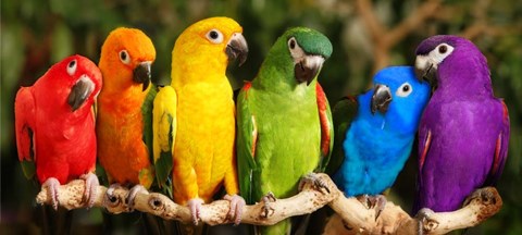 Framed Rainbow Parrots Print
